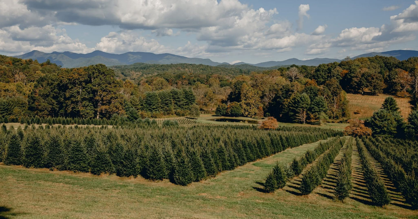 Southern Tree Farm Wax Melts